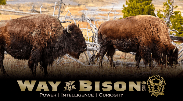 Way of the Bison is an aspirational brand and lifestyle shop outfitting a mindset of power, intelligence and curiosity. Image of two bison grazing in a barren patch of land